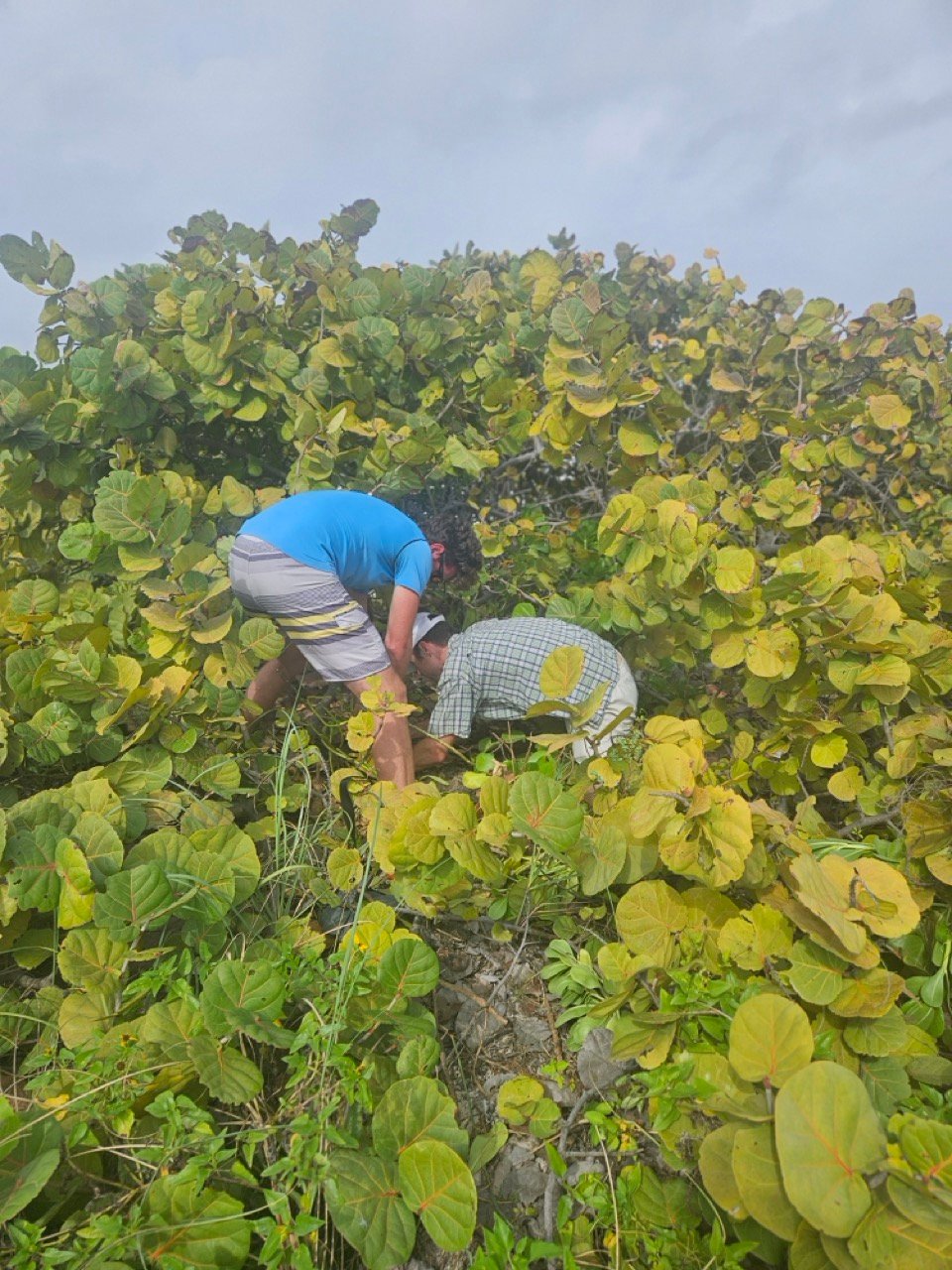 SRF -Dune Restoration-Jan2026-02