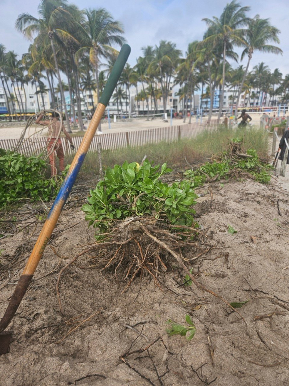 SRF -Dune Restoration-Jan2026-03