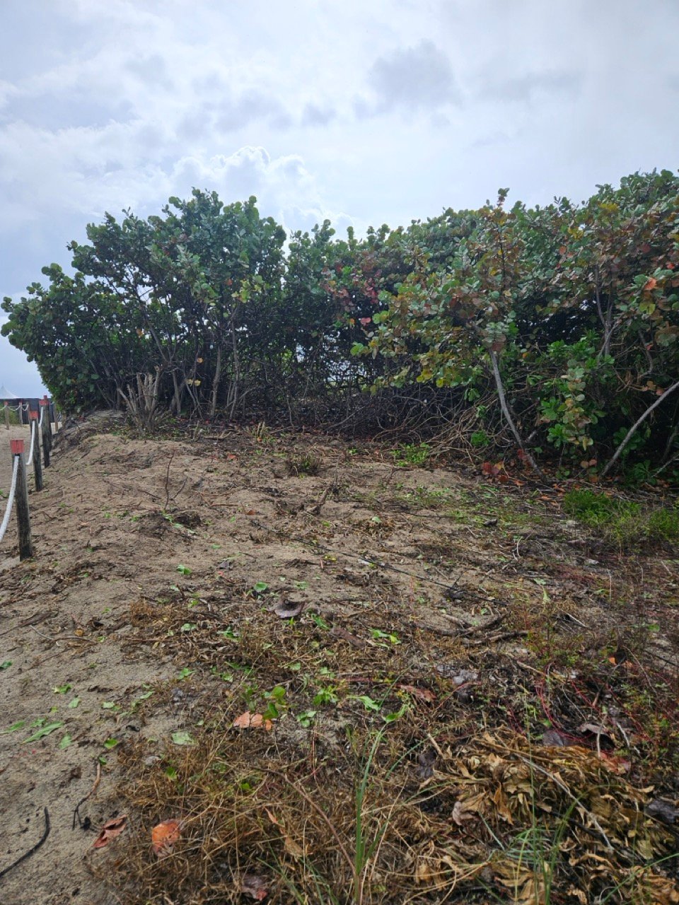 SRF -Dune Restoration-Jan2026-05