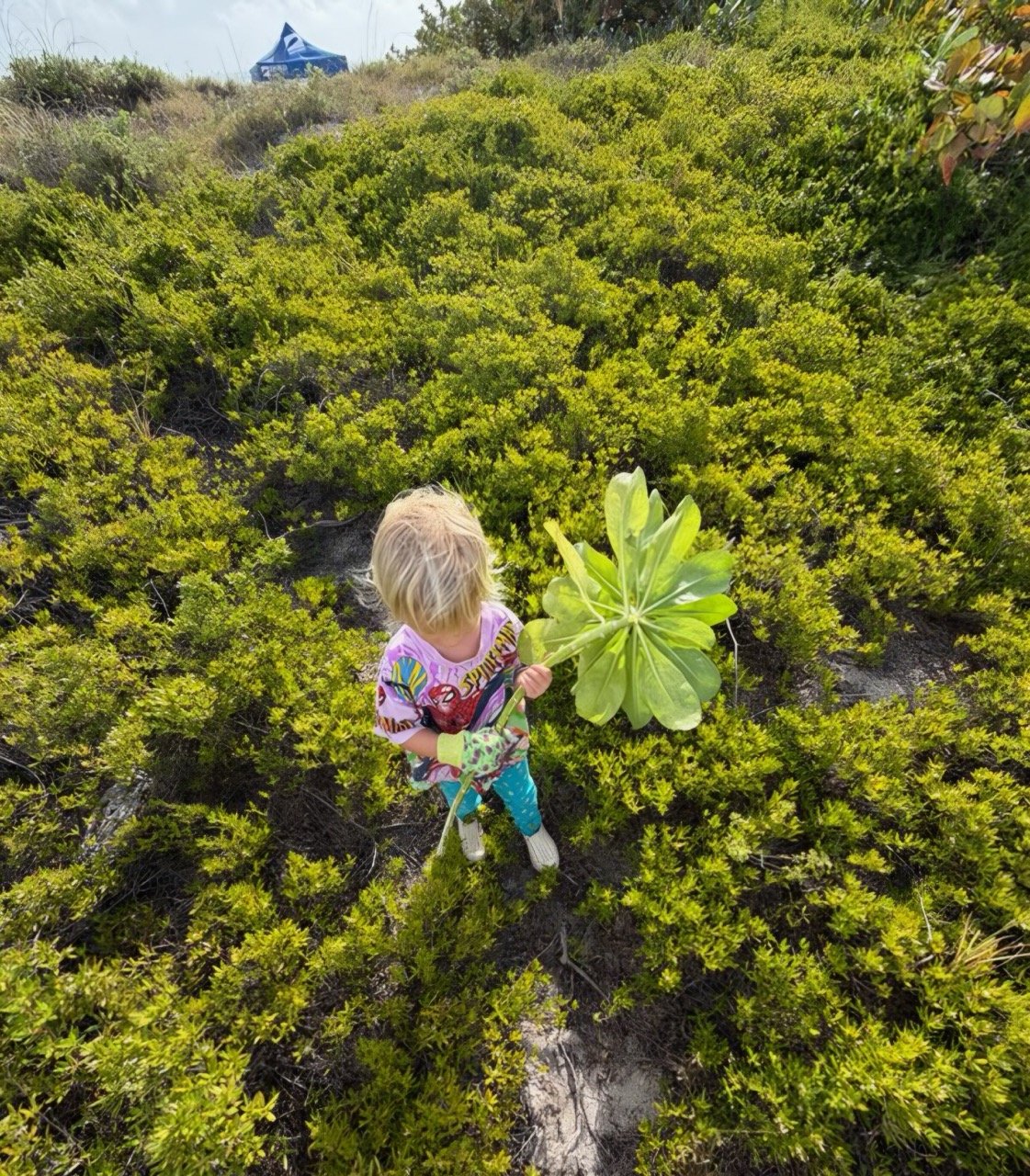 SRF -Dune Restoration-Jan2026-08