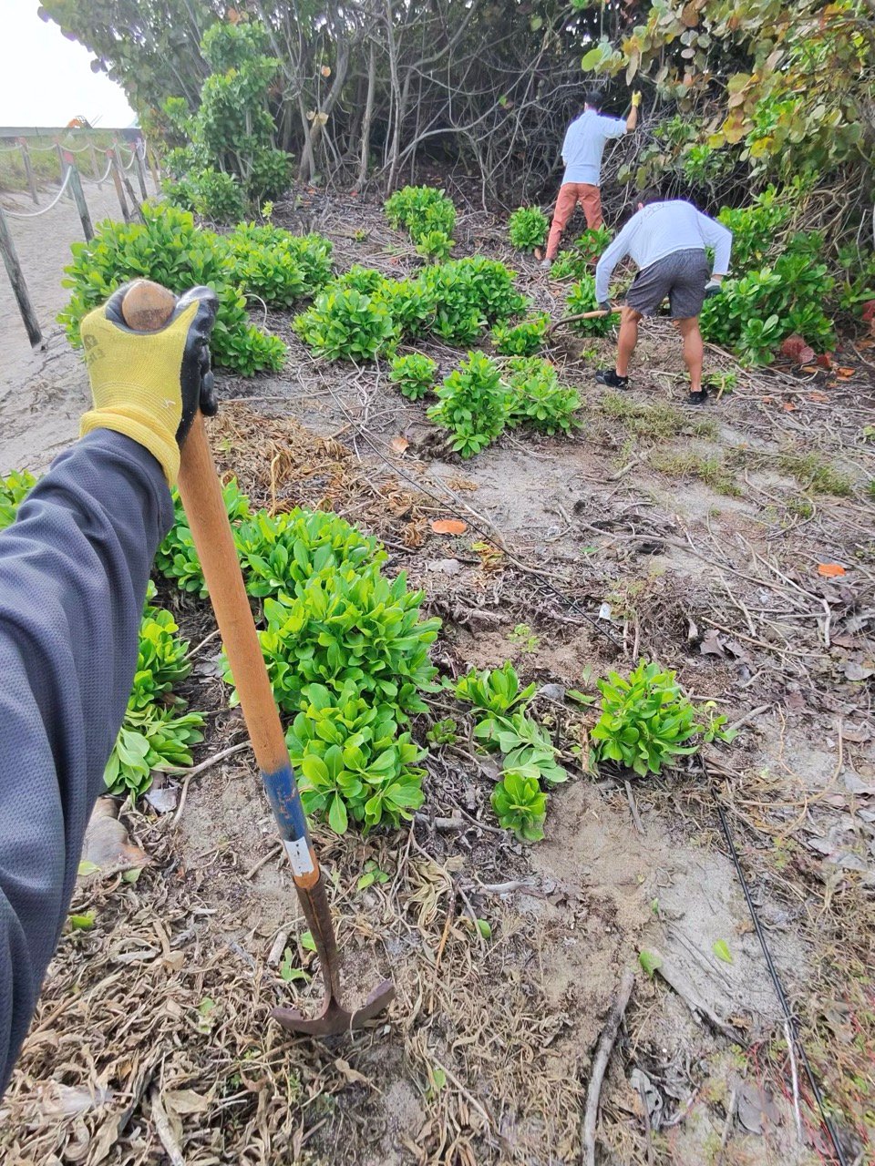 SRF -Dune Restoration-Jan2026-09