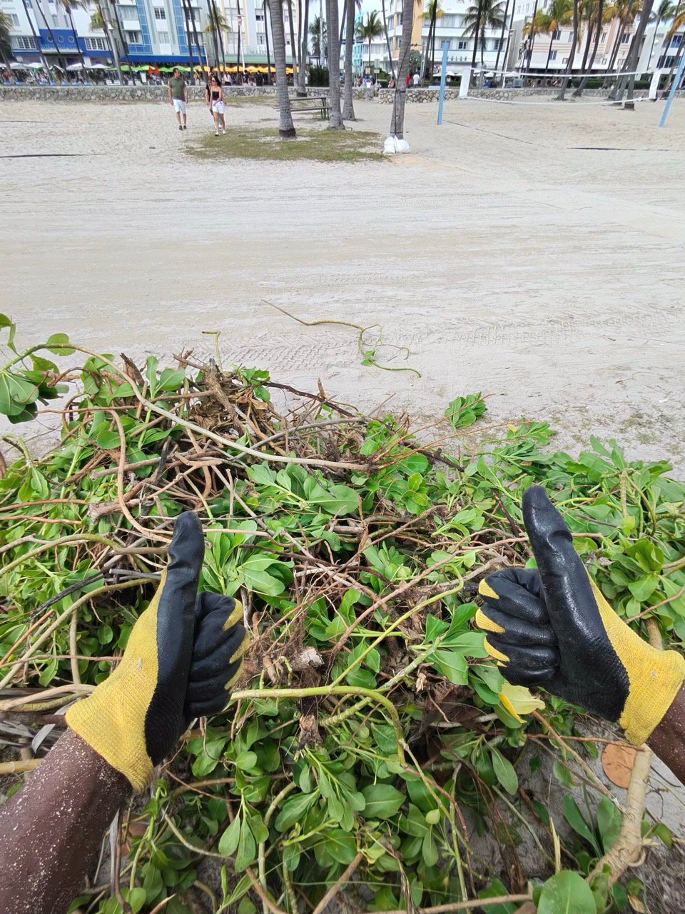 SRF -Dune Restoration-Jan2026-10