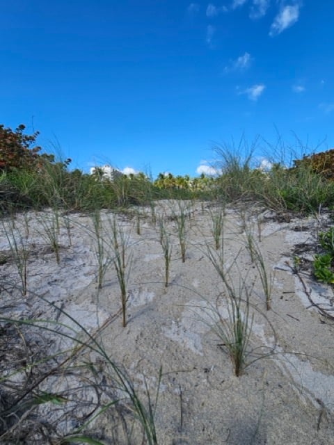 Dune Restoration - 2026 Miami Climate - 07