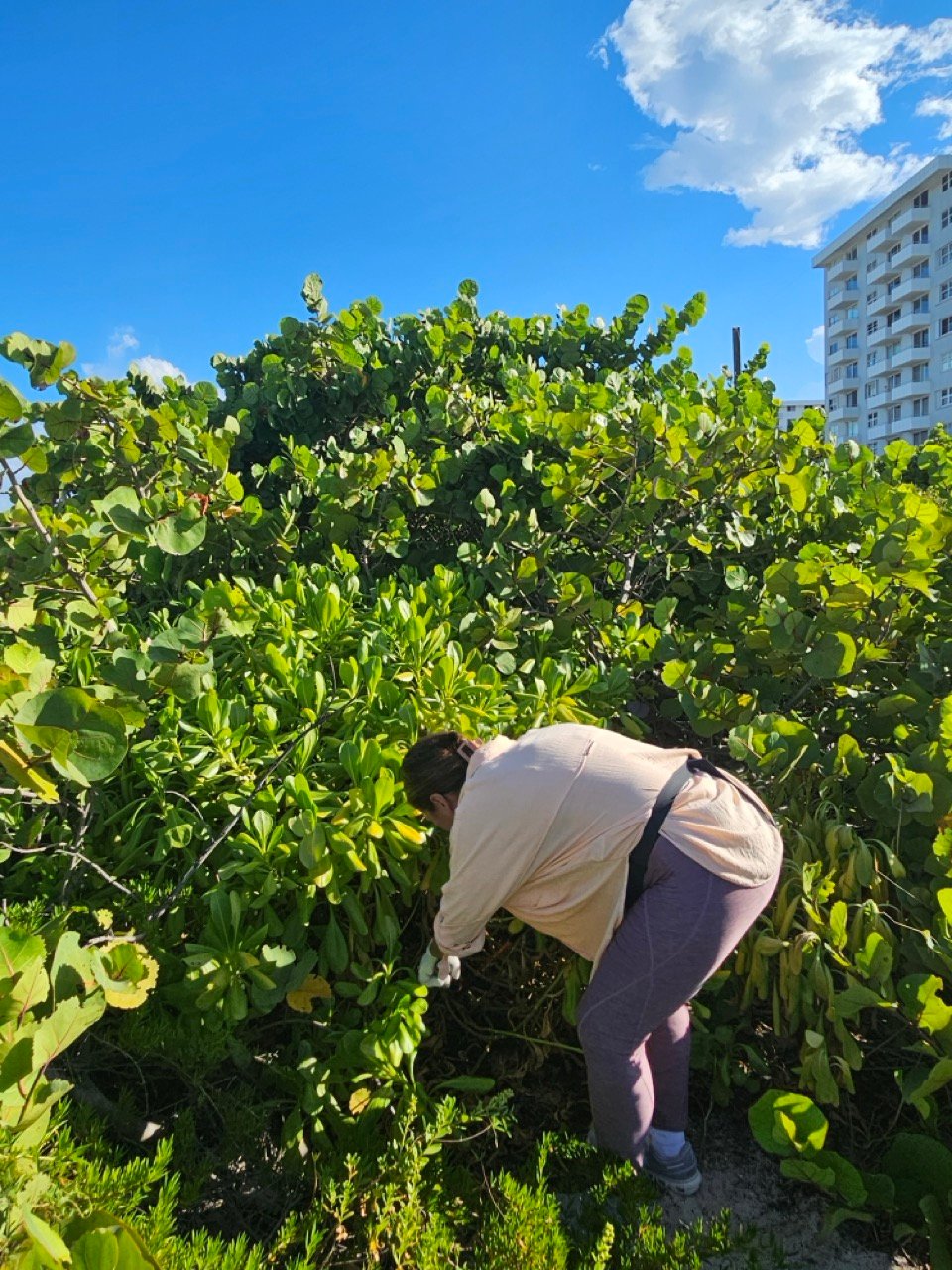 Surfrider Miami - Aug 26 - Sunset Dune Restoration  -03