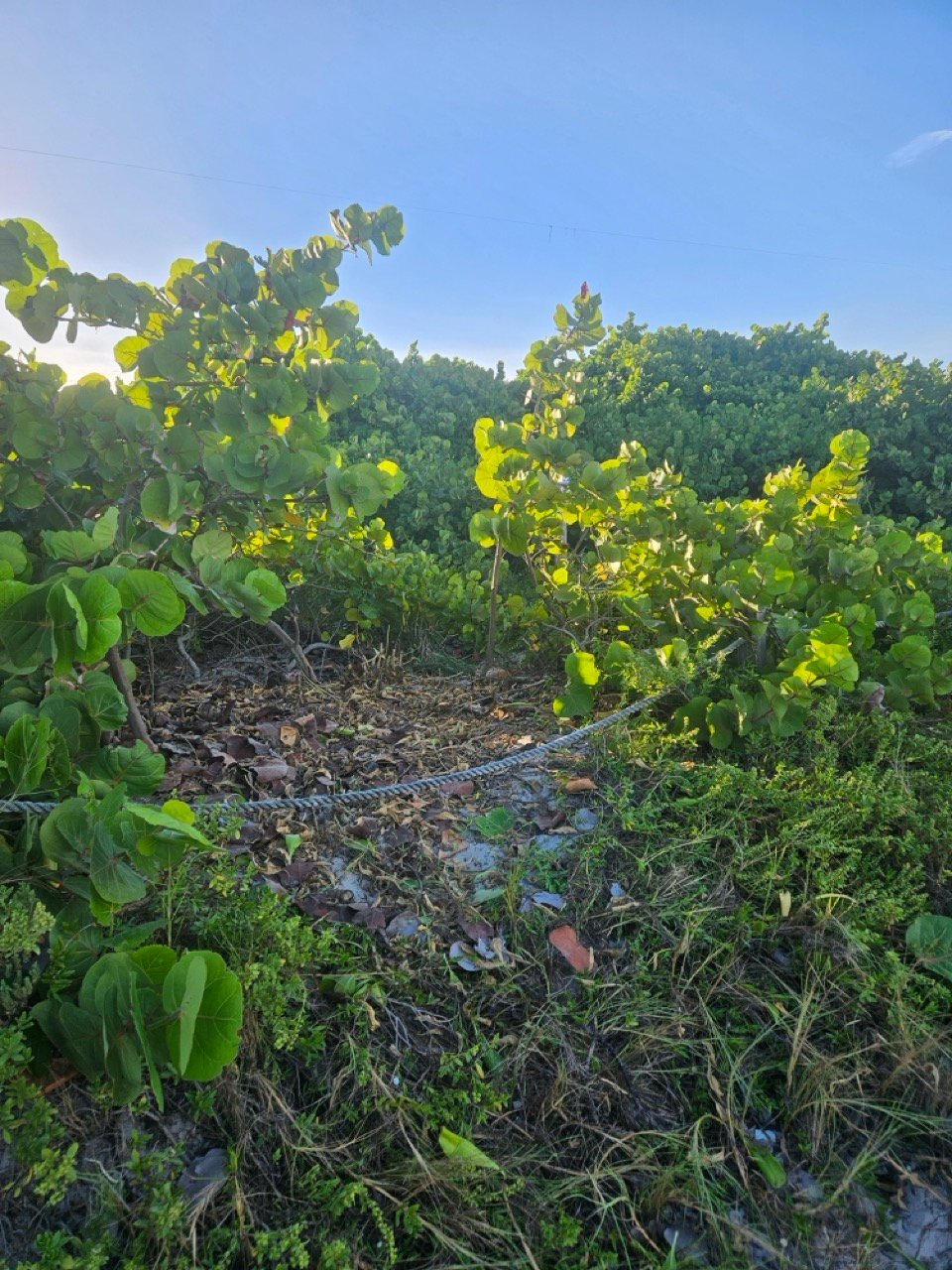 Surfrider Miami - Aug 26 - Sunset Dune Restoration  -08