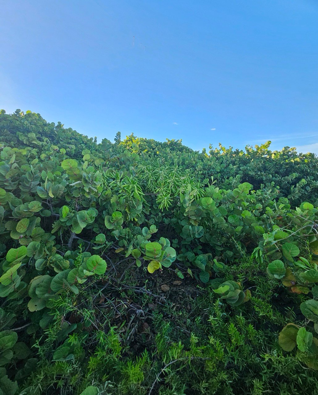 Surfrider Miami - Aug 26 - Sunset Dune Restoration  -09