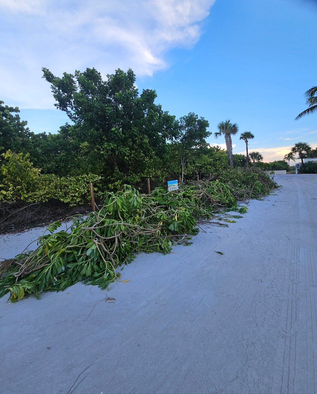 Surfrider Miami - Aug 26 - Sunset Dune Restoration  -10