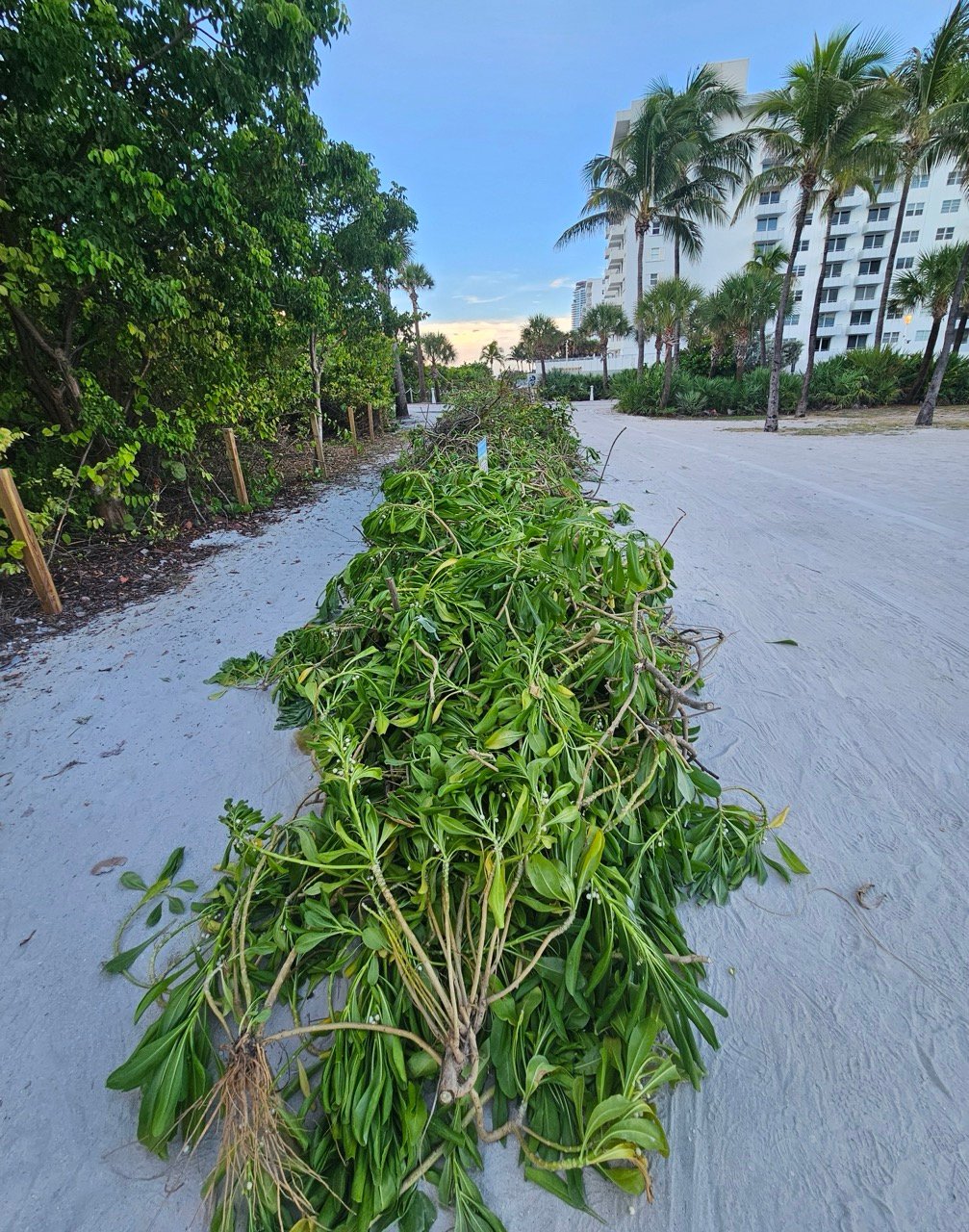Surfrider Miami - Aug 26 - Sunset Dune Restoration  -11