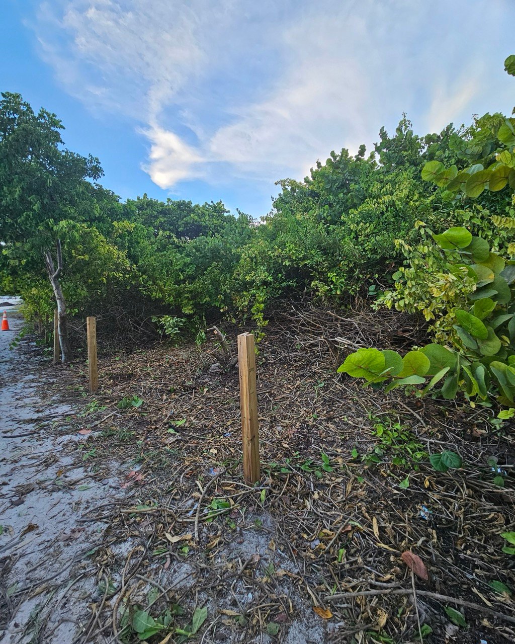 Surfrider Miami - Aug 26 - Sunset Dune Restoration  -12