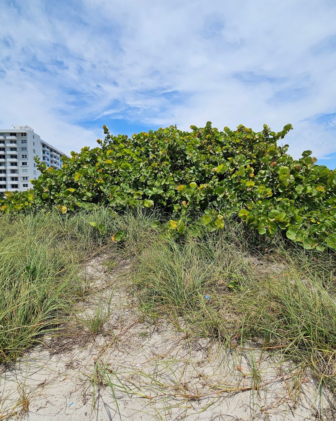 Surfrider Miami - WOC 2026 -3